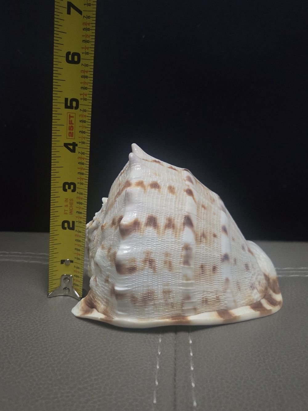 Beautiful Cassis Cornuta Shell 5” Stunning Sea Shell ~ Bin R - Picture 9 of 11